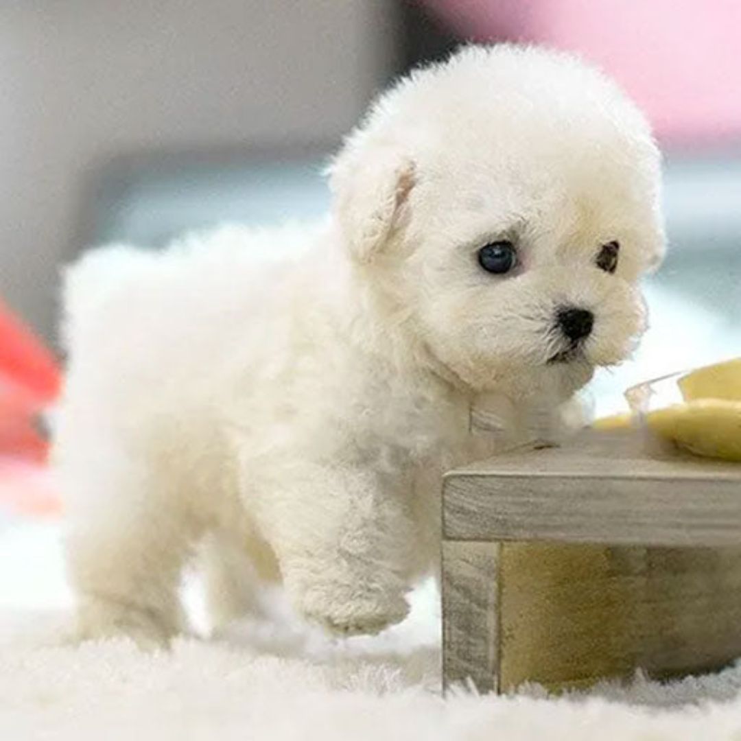 Norvo | Nicoo Robot Chiot Jouet Interactif Réaliste Chien Vivant pour Enfants